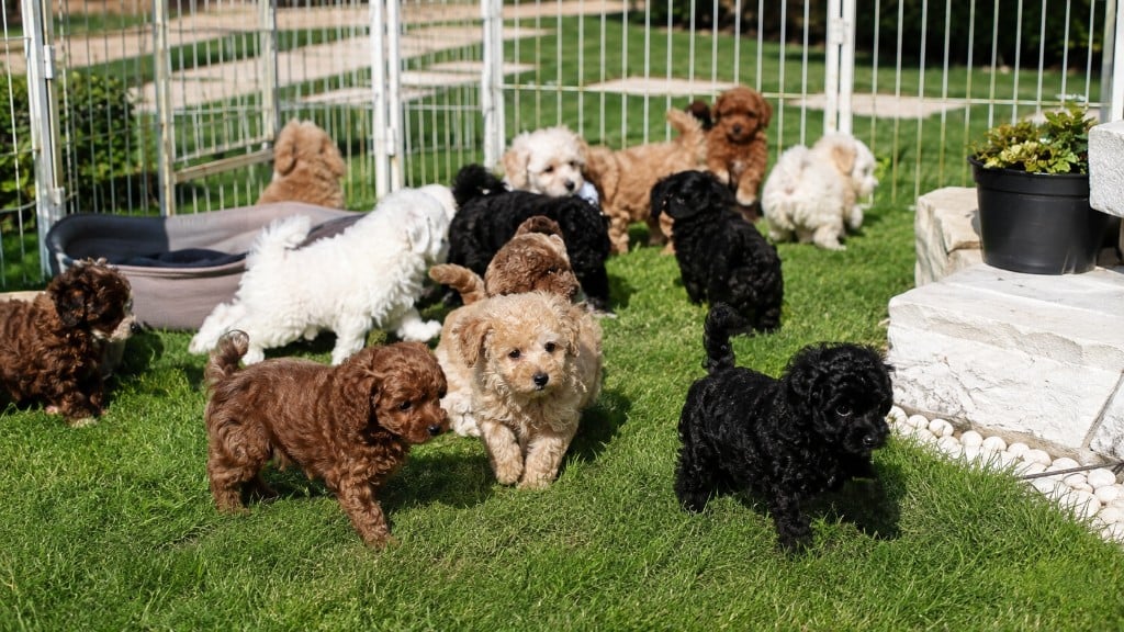 Cuccioli di Barboncino e Bassotto