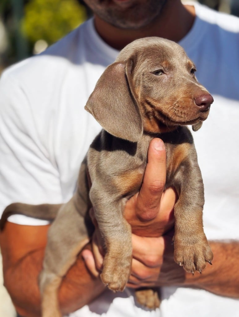 Due cuccioli di Bassotto