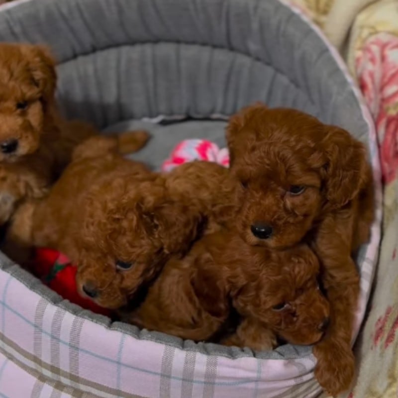 Cuccioli di Barboncino dal pelo riccio