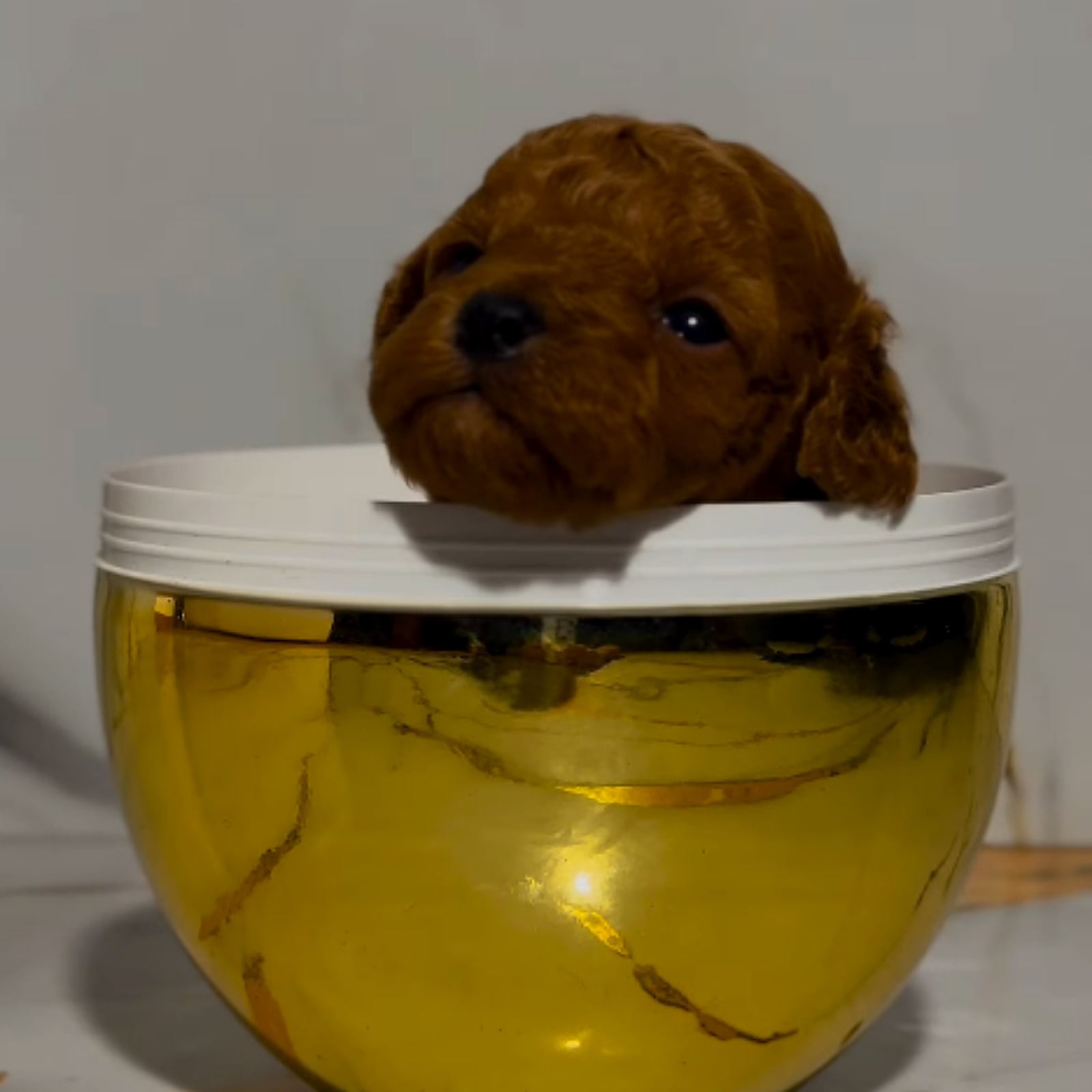 Cucciolo di Barboncino nella coppa oro