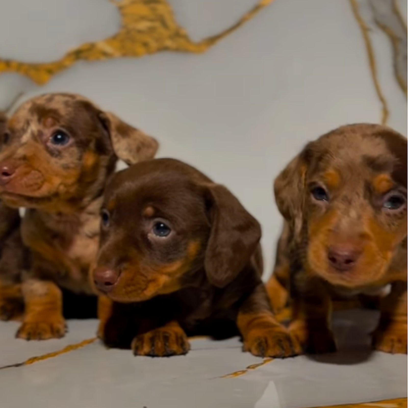 Tre cuccioli di Bassotto