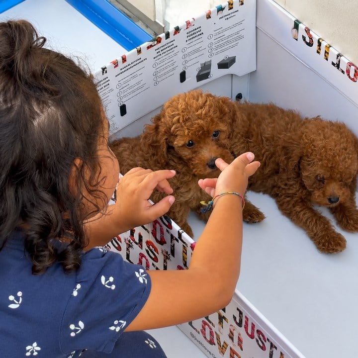 Cuccioli Barboncino con una bambina
