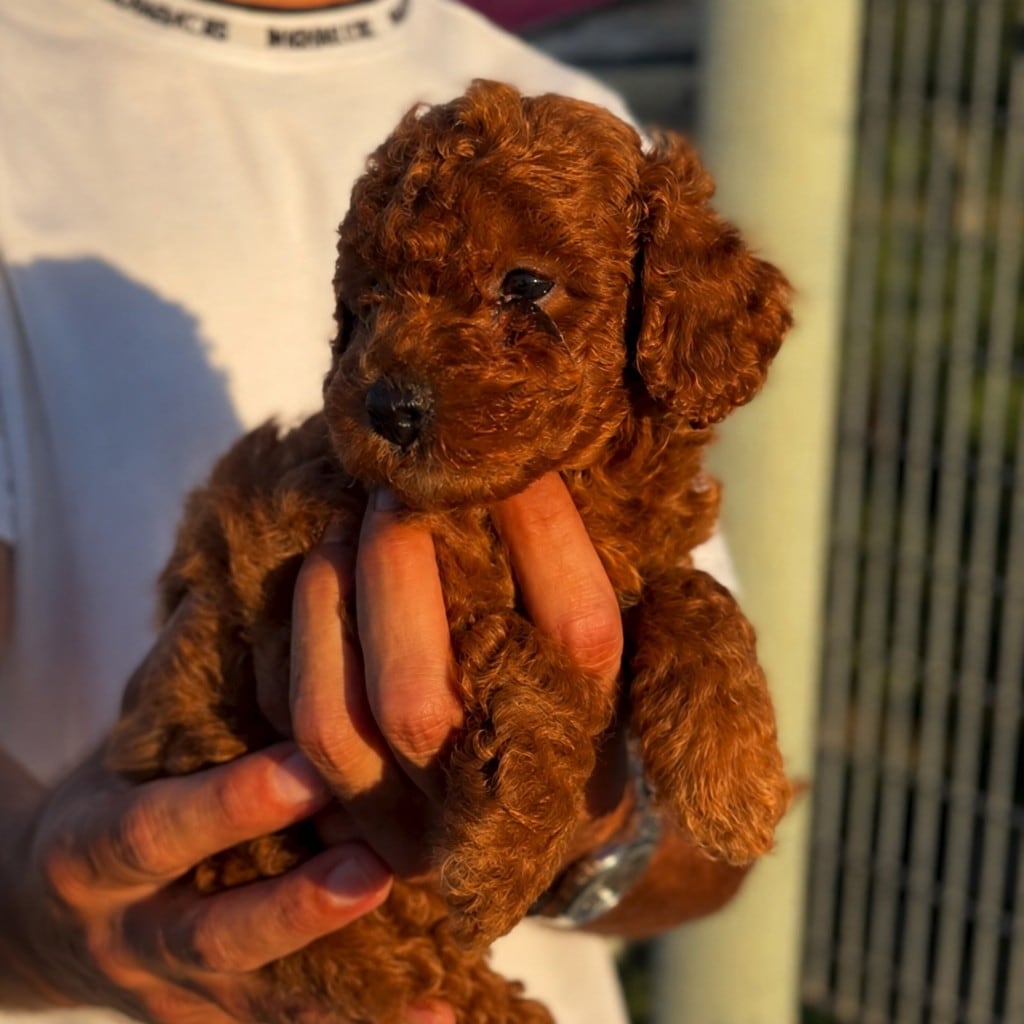 Cucciolo Barboncino in braccio
