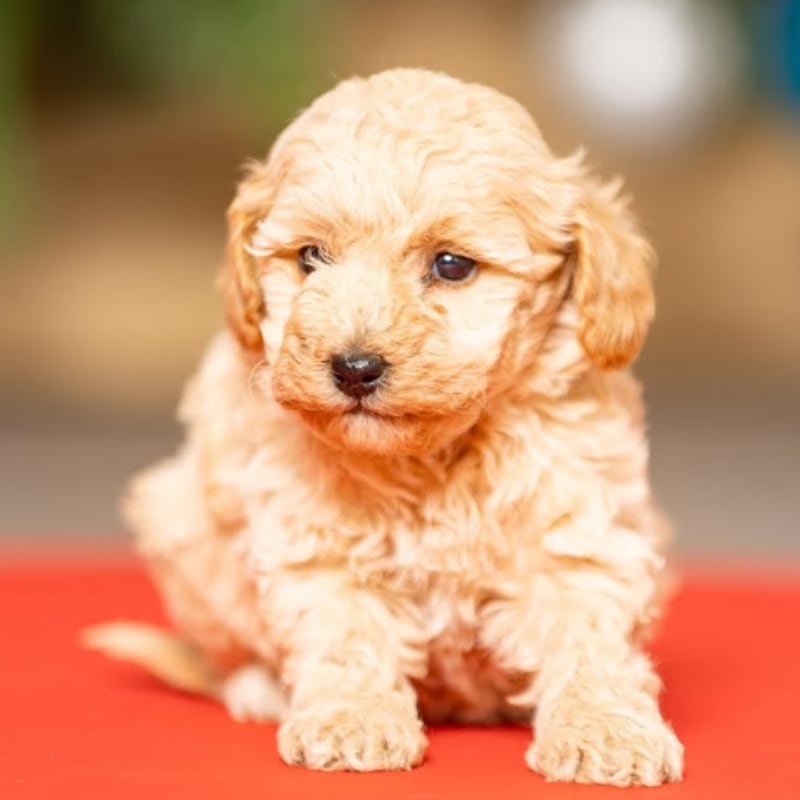 Cucciolo Barboncino