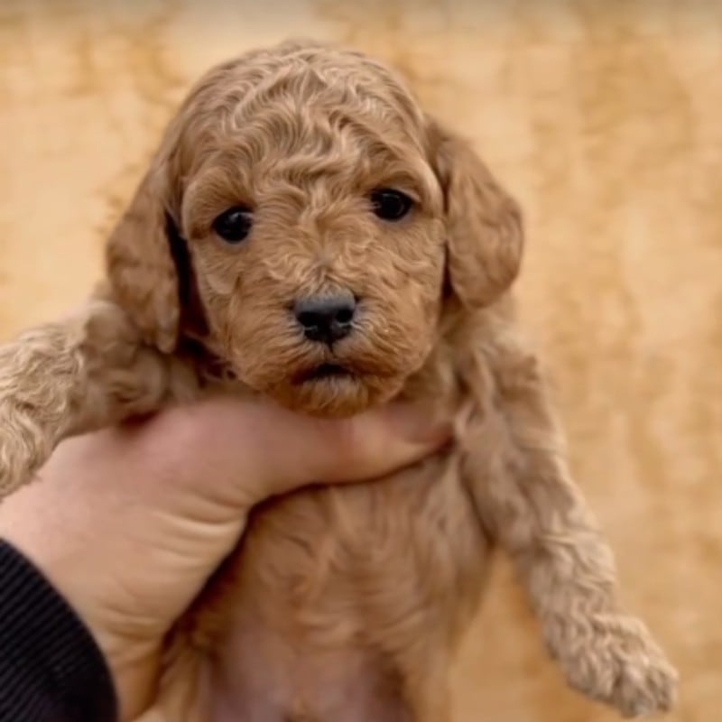 Cucciolo Barboncino