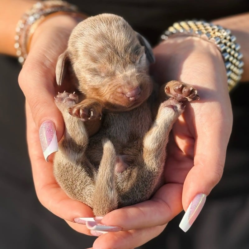 Cucciolo neonato in mano