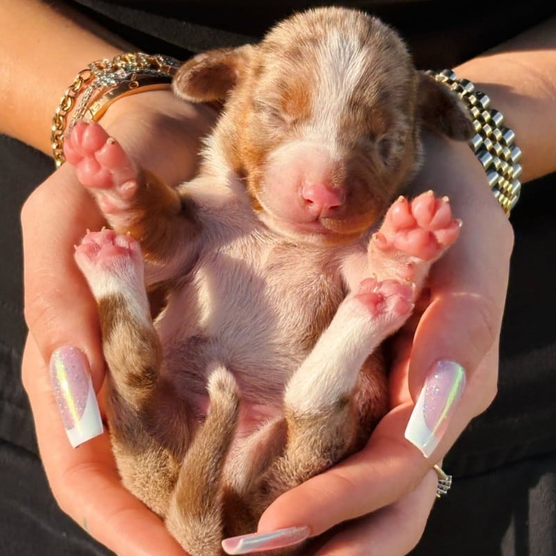 Cucciolo neonato