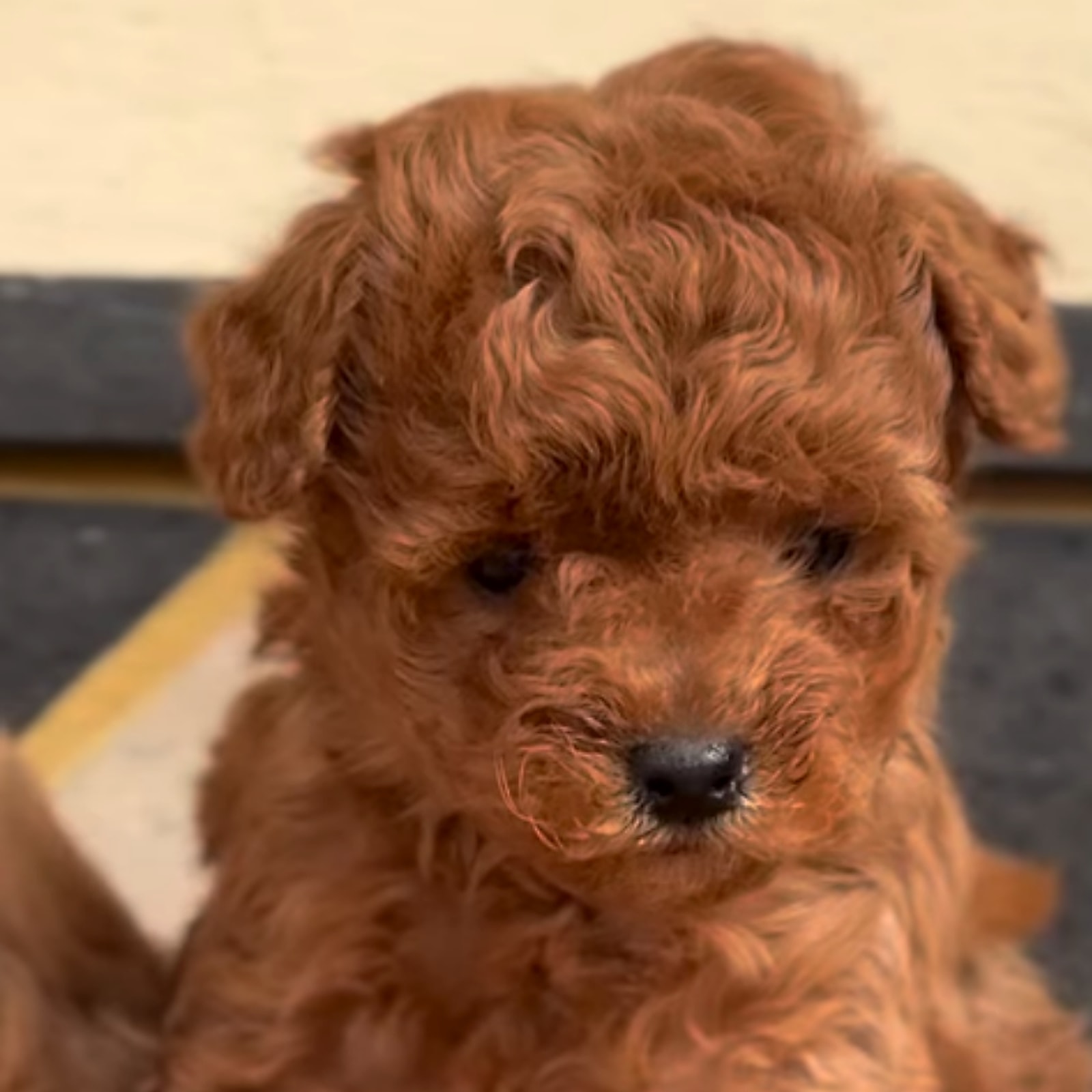 Cucciolo Barboncino