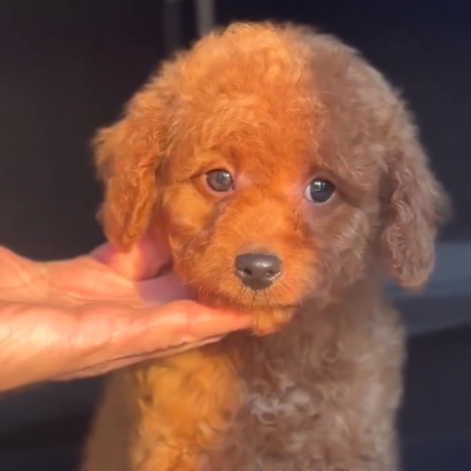 Cucciolo Barboncino in mano