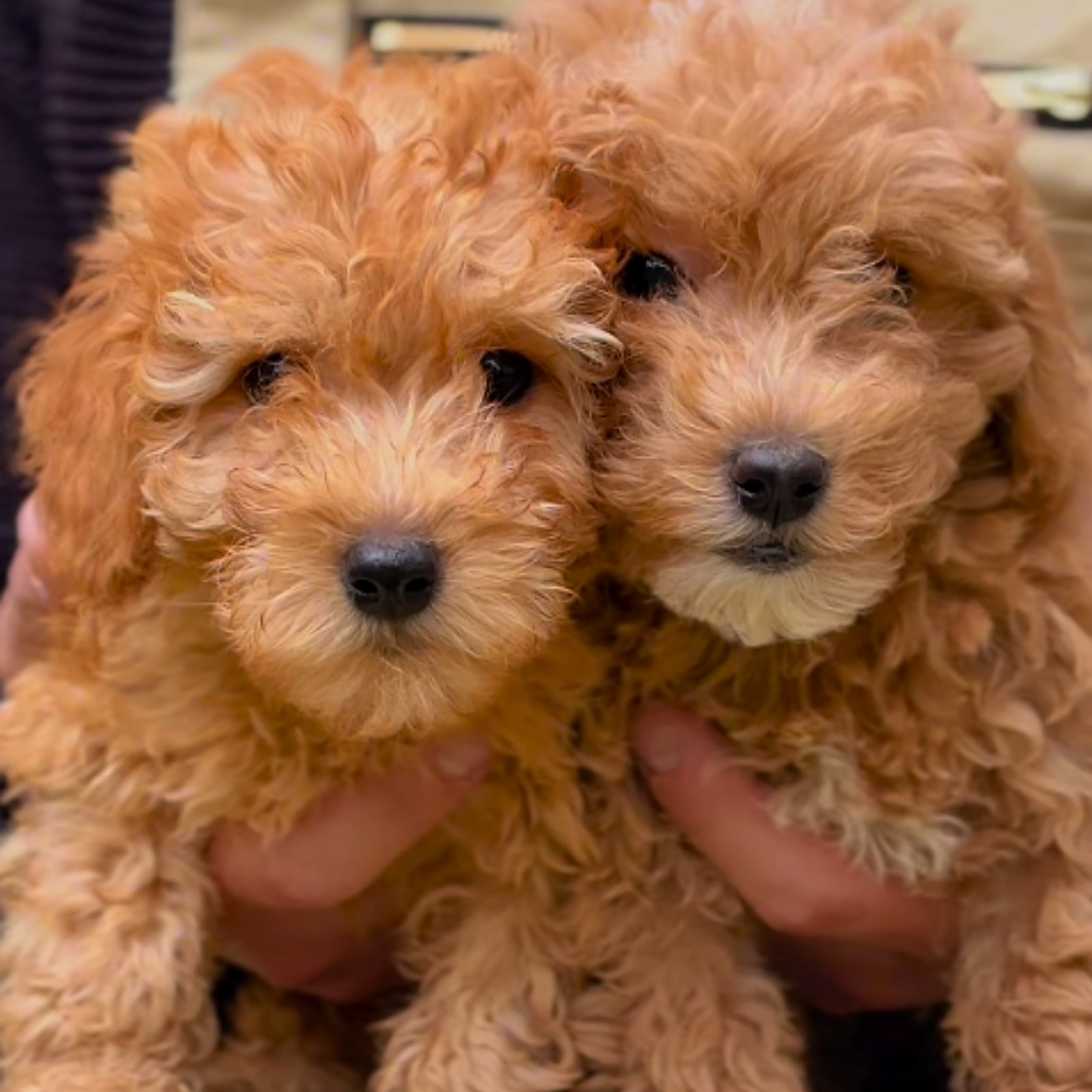 Due cuccioli Barboncino