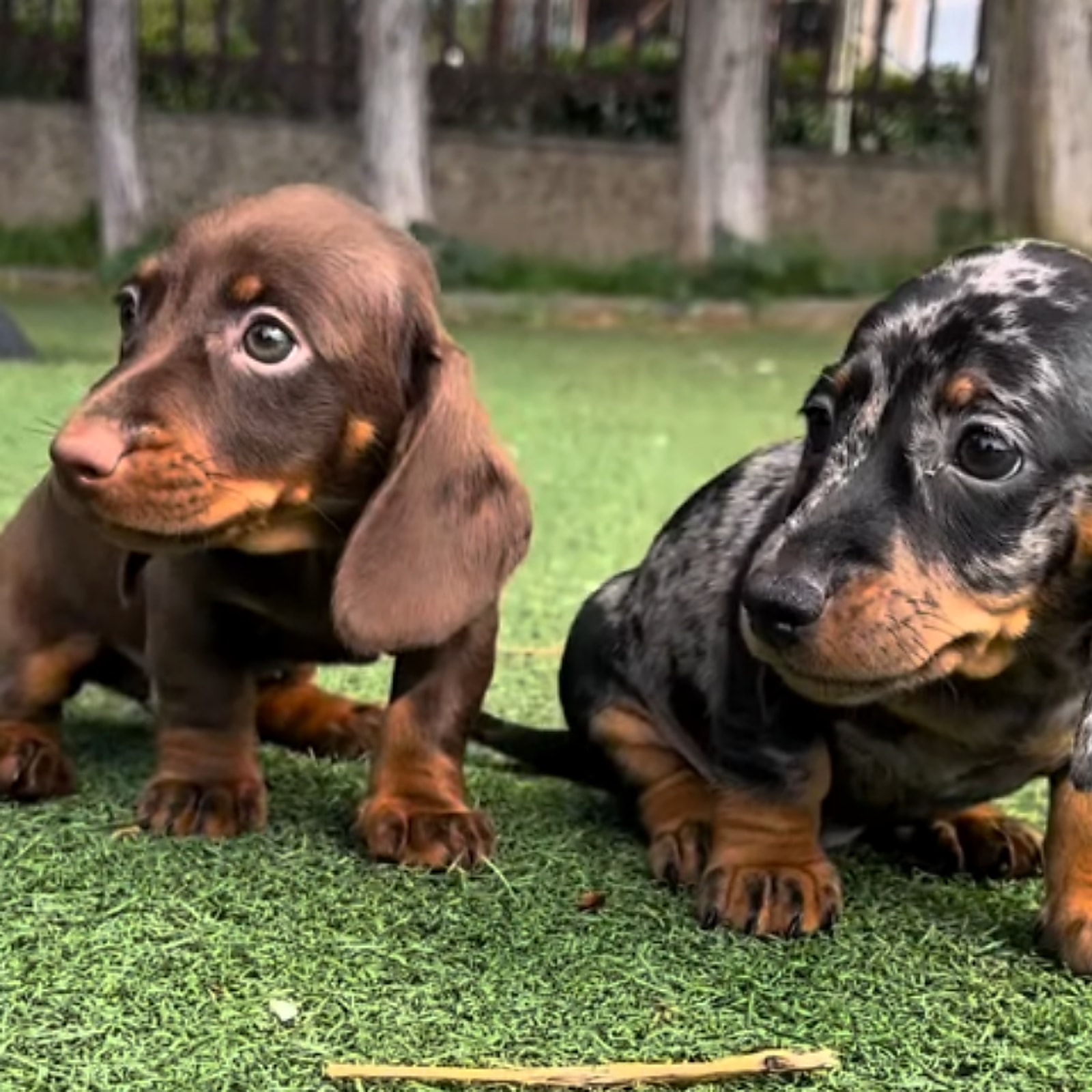 Due cuccioli Bassotto sull'erba