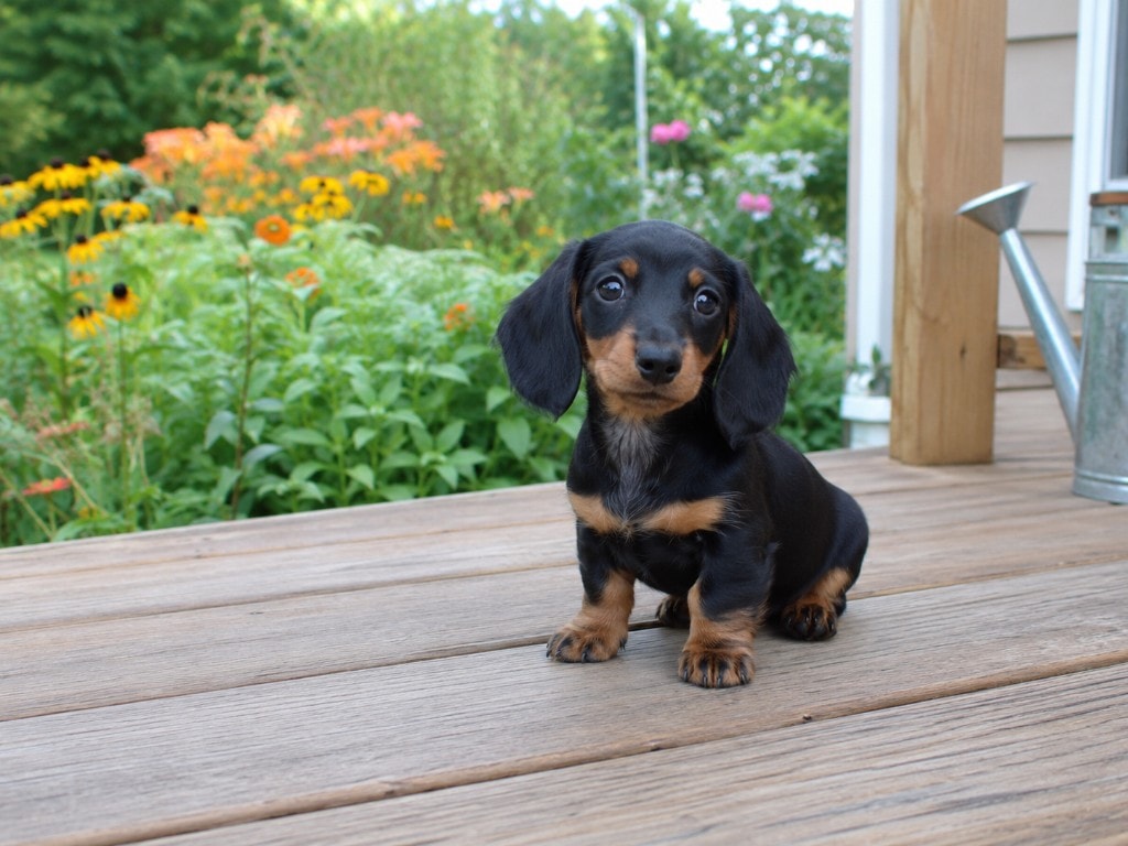 Cucciolo di Bassotto nero e focato sul terrazzo
