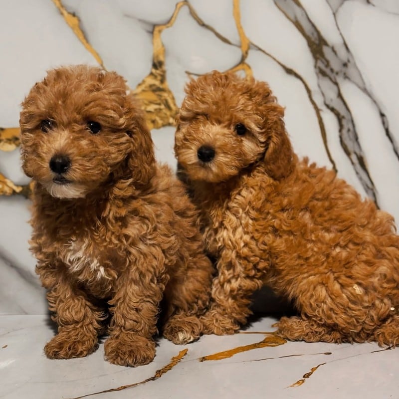 Due cuccioli di Barboncino