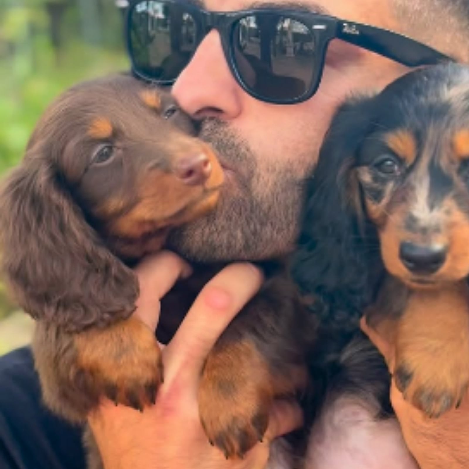 Cuccioli di Bassotto in braccio