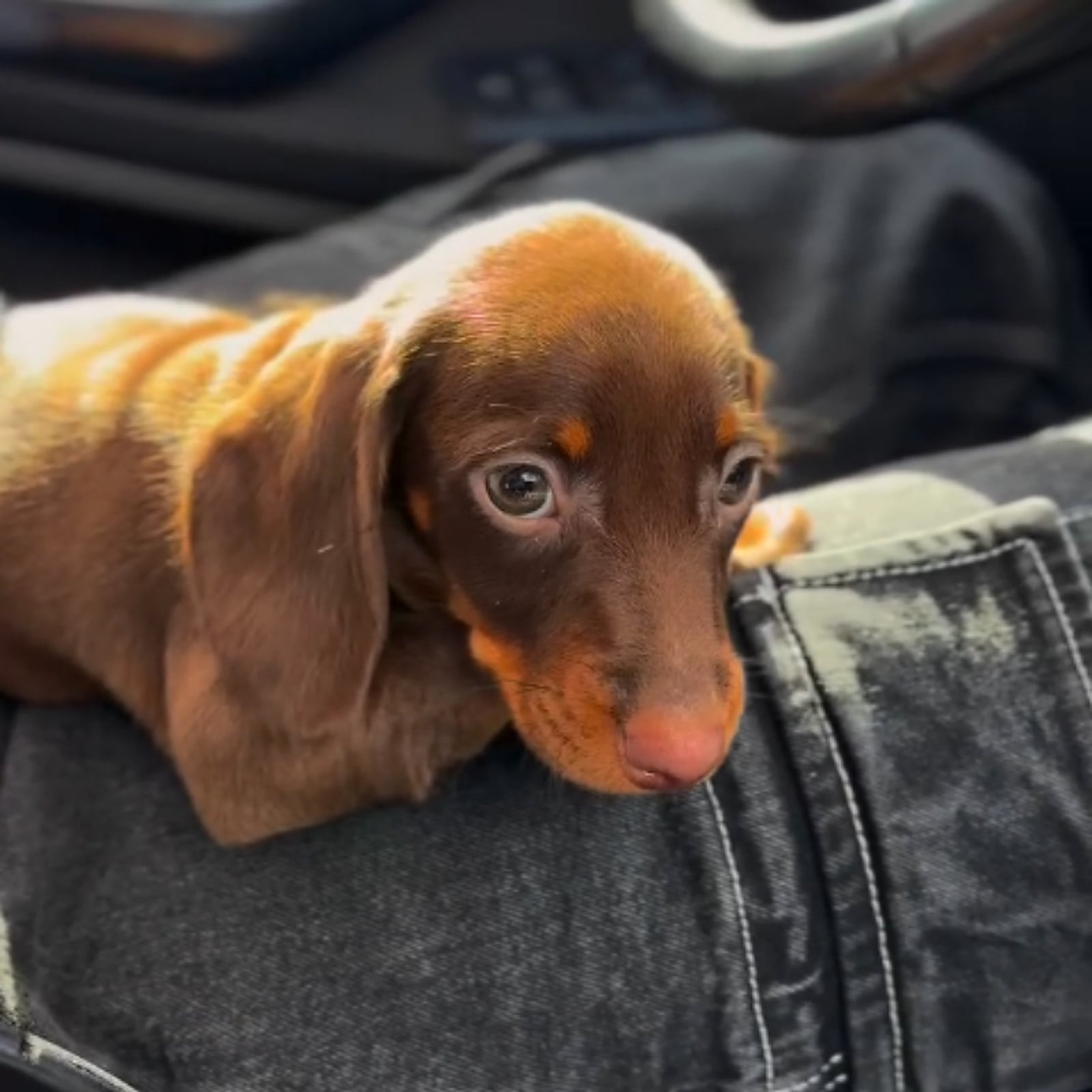 Cucciolo di Bassotto