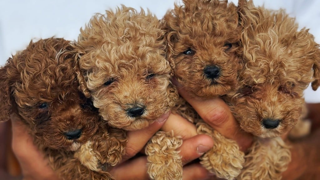 Cuccioli in braccio