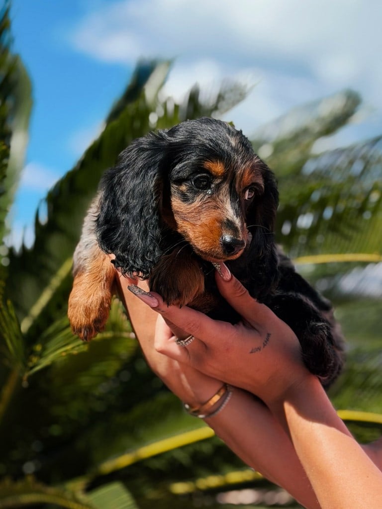 Cucciolo Hysabel Luxury in famiglia